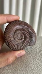 Ammoniet - Gefossiliseerd dier - 6 cm - 6.8 cm (Zonder