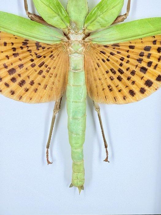 Bidsprinkhaan in lijst Taxidermie volledige montage - Mantis, Verzamelen, Dierenverzamelingen