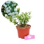 Viburnum burkwoodii Sneeuwbal + Pot 17cm, Tuin en Terras, Planten | Tuinplanten, Verzenden