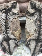 Dinosaurus - Fossiele matrix - Barasaurus - 22 cm - 10 cm, Verzamelen, Mineralen en Fossielen