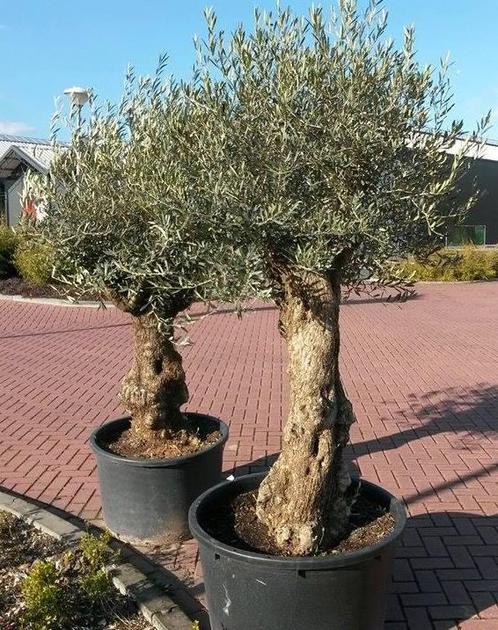 Olijfboom Olea 240 cm XL-stam - Warentuin Natuurlijk, Tuin en Terras, Planten | Bomen, Verzenden