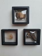 Wolharige mammoet - Fossiele tanden - TUSK + HAIR + MOLAR, Verzamelen, Mineralen en Fossielen