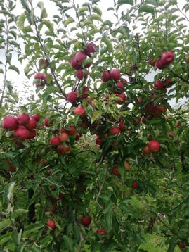 Fruitboom:Laag en halfstam Appel&Perenbomen