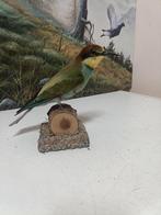 Bijeneter Taxidermie volledige montage - merops apiaster -, Nieuw