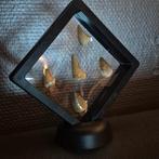 Dinosaurus Tand - Mosasaurus - 12 cm - 12 cm - 5 cm - (5), Nieuw