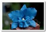 Blauwe Orchidee zijdebloem kunstbloem, kunstorchidee Blauwe, Nieuw, Ophalen of Verzenden