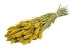 Setaria Siergras bundel Yellow Trosgierst, Ophalen of Verzenden, Nieuw
