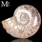 A Museo Size XXL - Giant Giant Douvilleiceras Ammonite –