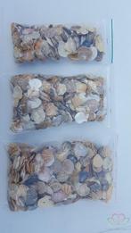 Mantelschelp stuks. Jacobsschelp 600 gr 600 gram, Hobby en Vrije tijd, Knutselen, Ophalen of Verzenden, Nieuw