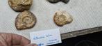 Museum Authentic Ammonite fossils from the Lower Jurassic, Nieuw
