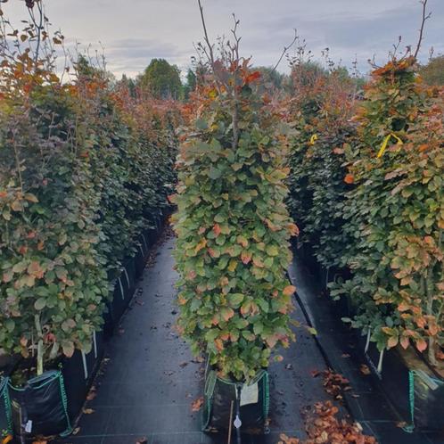 Beukenhaag - Fagus syl. Atropunicea - Hoogte: 140-160 cm | P, Tuin en Terras, Planten | Bomen, Ophalen of Verzenden