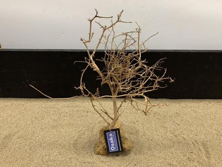 Osaka Bonsai Tree nr 11 - 30x15x40cm - aquascaping boom, Dieren en Toebehoren, Vissen | Aquaria en Toebehoren, Plant(en), Steen of Hout