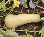 Sweetmax F1 Butternut Butternut, Ophalen of Verzenden, Nieuw
