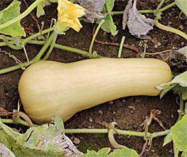 Sweetmax F1 Butternut Butternut, Hobby en Vrije tijd, Knutselen, Nieuw, Ophalen of Verzenden