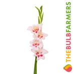 The Bulb Farmers - 120 x Gladiool Elvira - roze, Voorjaar, Bloembol, Verzenden, Volle zon