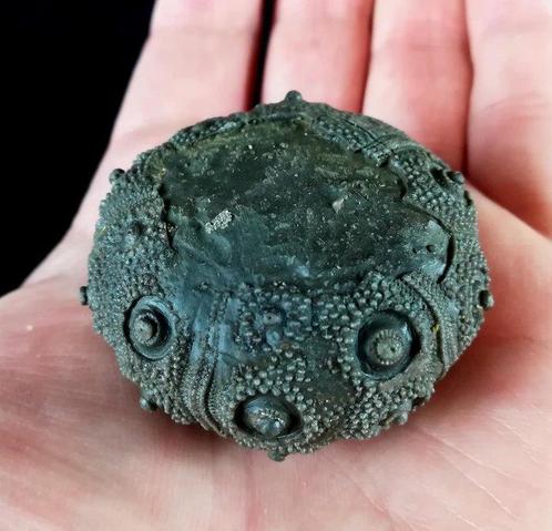 Indrukwekkende zee-egel!!! - Uitzonderlijk formaat bij deze, Verzamelen, Mineralen en Fossielen