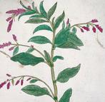 Leonhard Fuchs - Large folio with 2 large woodcuts, Redshank