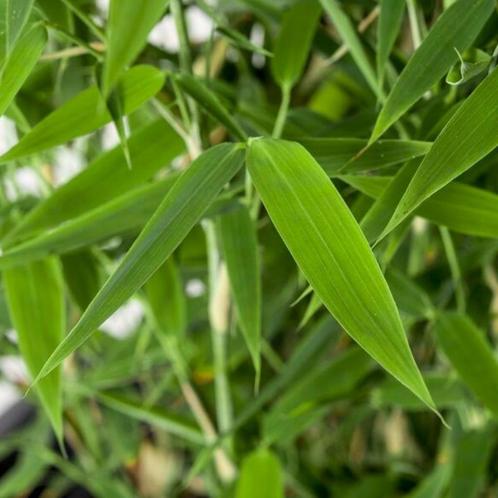Fargesia murieliae Super Jumbo - 60-80 cm, Tuin en Terras, Planten | Tuinplanten, Ophalen of Verzenden