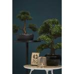 Emerald Kunstplant mini bonsai ficus groen 47 cm 420006