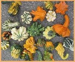 Gremlins mengsel kalebas 1000 zaden, Hobby en Vrije tijd, Knutselen, Nieuw, Ophalen of Verzenden