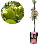 Zuilappelboom Bolero, Tuin en Terras, Verzenden, Volle zon