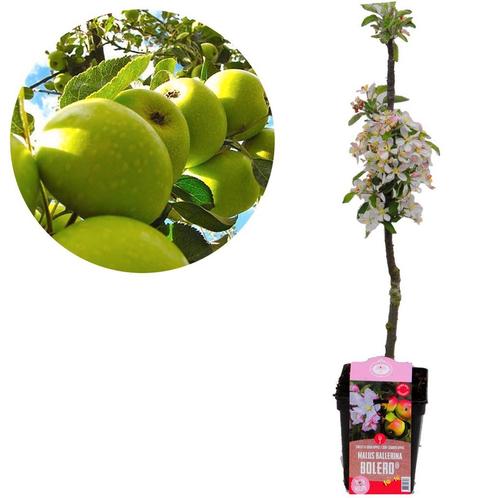 Zuilappelboom Bolero, Tuin en Terras, Planten | Fruitbomen, Volle zon, Verzenden