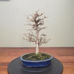 Acer buergerianum - Hoogte (boom): 35 cm - Diepte (boom): 23