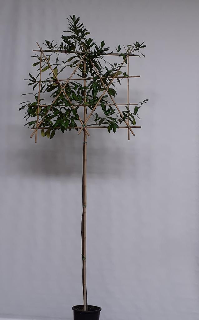 Leibomen, Leilinde, leiplataan, leilaurier e.a., Tuin en Terras, Planten | Bomen, 250 tot 400 cm, Leiboom, Lente, Halfschaduw