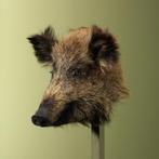 Wild Zwijn Klein Taxidermie Opgezette Dieren By Max, Verzamelen, Ophalen of Verzenden, Nieuw, Wild dier, Opgezet dier