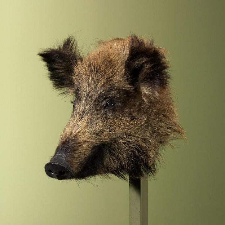 Wild Zwijn Klein Taxidermie Opgezette Dieren By Max, Verzamelen, Dierenverzamelingen, Opgezet dier, Nieuw, Wild dier, Ophalen of Verzenden