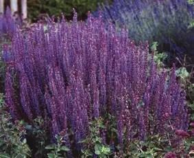 Salvia Nemorosa Ostfriesland (Blauw, Winterharde planten), Tuin en Terras, Planten | Tuinplanten, Siergrassen, Vaste plant, Halfschaduw