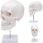 Anatomie model schedel op standaard (3-delig), Verzenden, Nieuw
