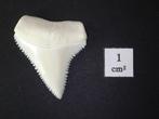 Witte haai Tand - Carcharodon carcharias - 31 mm - 25 mm -
