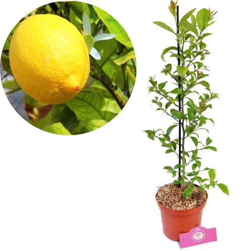 Citroen, Tuin en Terras, Planten | Fruitbomen, Volle zon, Verzenden