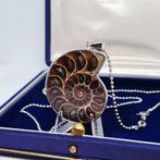 Verguld - Ketting met hanger - Ammoniet fossiel., Verzamelen, Mineralen en Fossielen