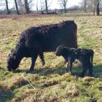 galloway galloways limousin limousins, Dieren en Toebehoren, Runderen, Meerdere dieren