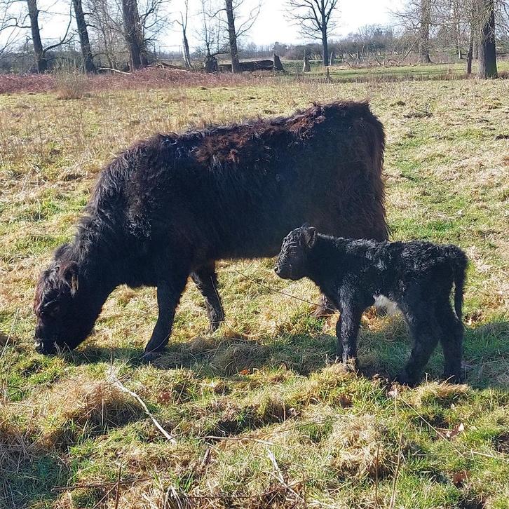 galloway galloways limousin limousins, Dieren en Toebehoren, Runderen, Meerdere dieren