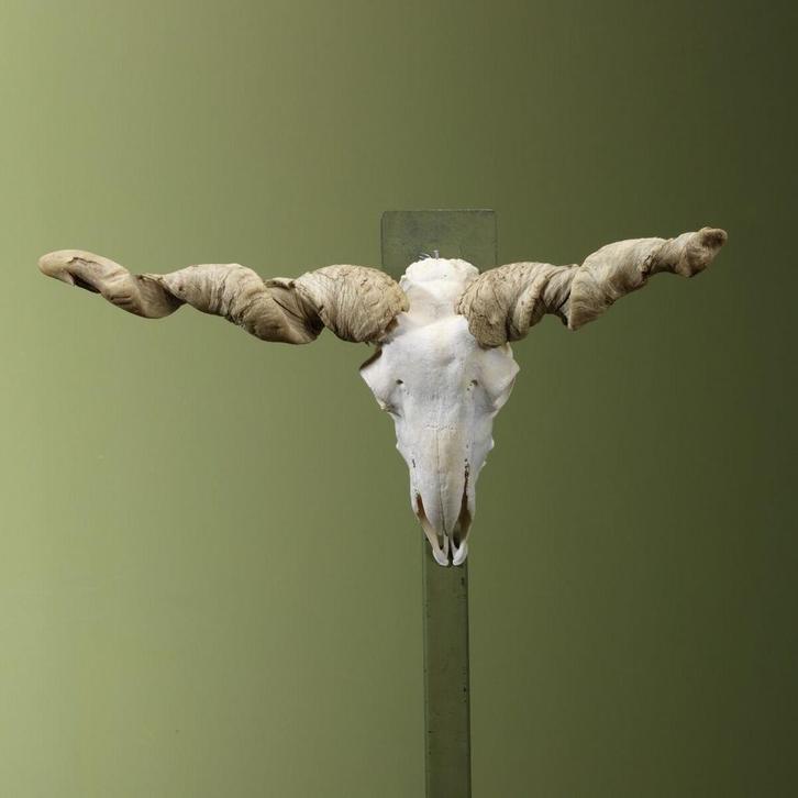 Racka Schaap Schedel Taxidermie Opgezette Dieren By Max, Verzamelen, Dierenverzamelingen, Opgezet dier, Nieuw, Wild dier, Ophalen of Verzenden