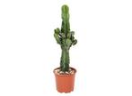 Euphorbia Eritrea Cactus - 45-55cm, Huis en Inrichting, Kamerplanten, Verzenden