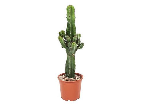 Euphorbia Eritrea Cactus - 45-55cm, Huis en Inrichting, Kamerplanten, Verzenden
