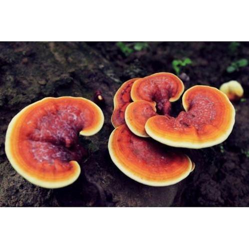 Reishi (Ganoderma Lucidum) - 100 Capsules a 220mg, Sport en Fitness, Gezondheidsproducten en Wellness, Poeder of Drank, Nieuw