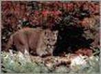 WILDE DIEREN IN NOORD-AMERIKA 9783829043502 Auteur, Boeken, Verzenden, Zo goed als nieuw, Auteur