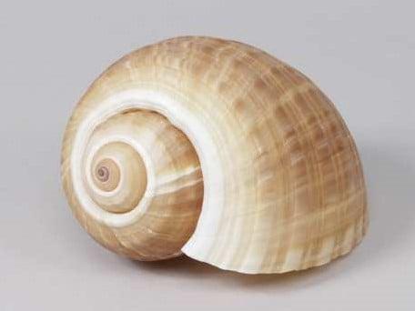 Tonna Cepa Schelp 12-15 cm Per stuk, Hobby en Vrije tijd, Knutselen, Nieuw, Ophalen of Verzenden