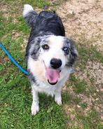 Mooie Border Collie-Australian Shepherd mixjes ter adoptie!, 6 jaar of ouder, Particulier, Buitenland, Collie