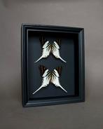 Vlinder Taxidermie volledige montage - Graphium androcles -, Nieuw