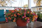 Lantana - Passionfruit (14cm hangpot), Ophalen of Verzenden