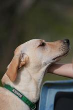 Mooie en lieve Labradors uit het asiel ter adoptie!, Particulier, Buitenland, Parvo, Labrador retriever