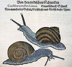 Conrad Gesner [1516-1565] - Shelled Gastropoda, Snails -