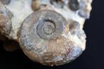 Blok van 30 ammonieten - Gefossiliseerde schelp - 19 cm - 19