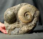 Zeer sierlijk dinosaurusbegraafplaats - Gefossiliseerd dier